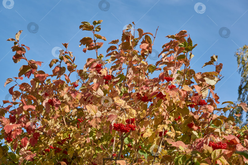 Скачать Спелые и слегка увядшие гроздья калины в последние погожие осенние дни в саду. фотосток Ozero