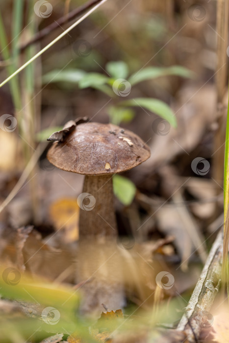 Скачать Лесной гриб подберезовик или Leccinum scabrum в осеннем лесу фотосток Ozero