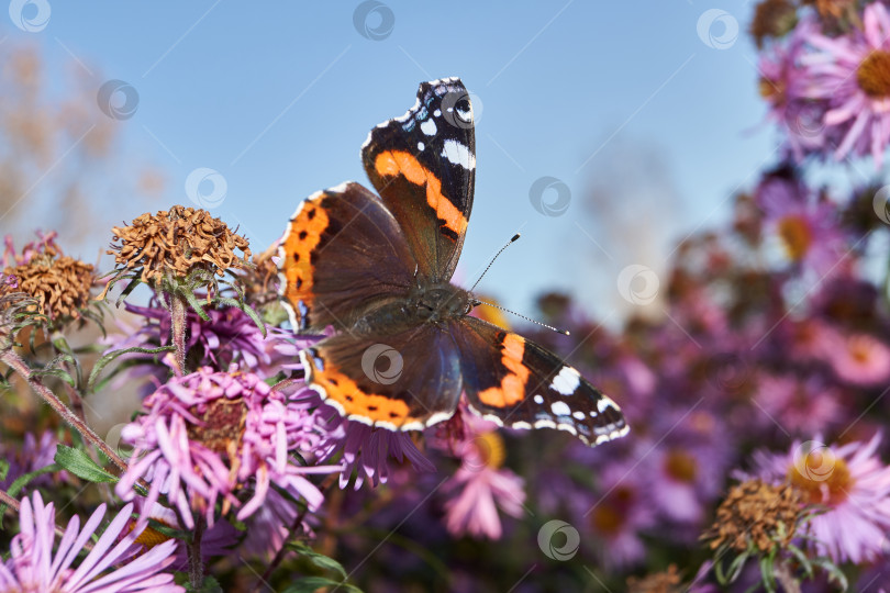 Бабочка Admiral butterfly - дневная бабочка из семейства нимфалид,  собирающая нектар с цветов. - Ozero - российский фотосток