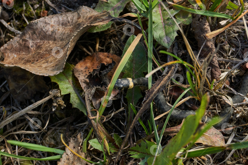 Скачать Обыкновенный кузнечик ползает по саду в поисках убежища для зимней спячки. фотосток Ozero