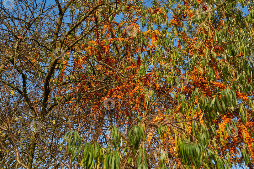 Скачать Ягоды облепихи на фоне голубого неба и зеленых листьев. фотосток Ozero