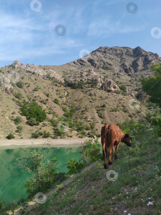 Скачать Жарким летом у озера в Крыму фотосток Ozero