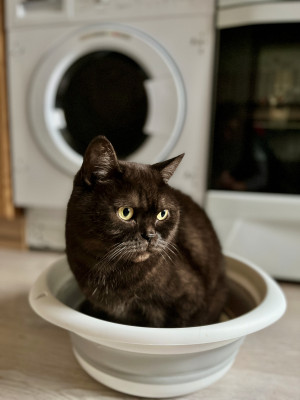 [object Object] undefined