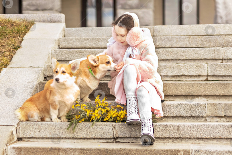Скачать Маленькая девочка в теплом розовом пальто и меховых наушниках сидит на ступеньках с собаками корги в парке. он протягивает букет мимозы. Весна, Международный женский день 8 марта. фотосток Ozero