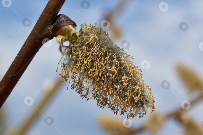 Скачать Ива (лат. Salix) цветет, распустились сережки - соцветия. фотосток Ozero