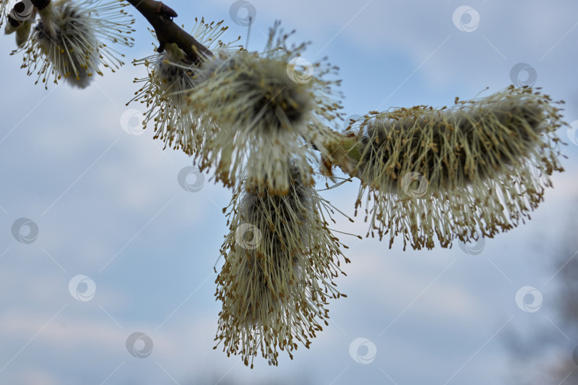 Скачать Ива (лат. Salix) цветет, распустились сережки - соцветия. фотосток Ozero