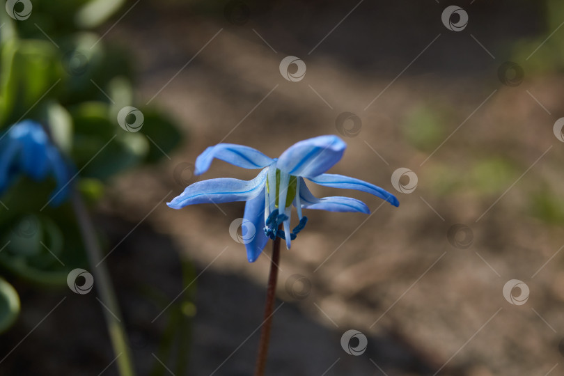 Скачать Сцилла (лат. Scilla) цветет на лужайке в саду. фотосток Ozero