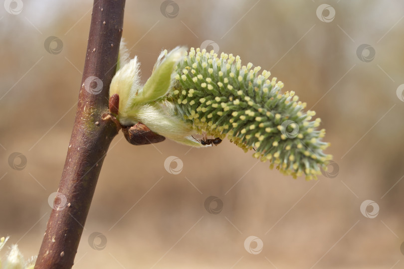 Скачать Ива (лат. Salix) цветет, распустились сережки - соцветия. фотосток Ozero