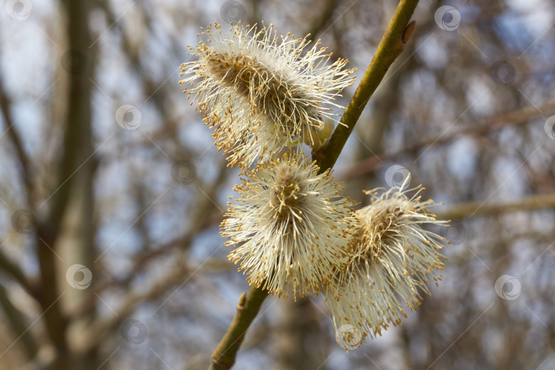 Скачать Ива (лат. Salix) цветет, распустились сережки - соцветия. фотосток Ozero