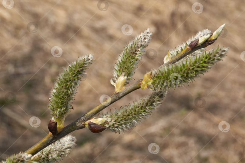 Скачать Ива (лат. Salix) цветет, распустились сережки - соцветия. фотосток Ozero