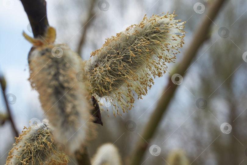 Скачать Ива (лат. Salix) цветет, распустились сережки - соцветия. фотосток Ozero