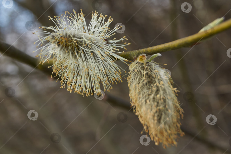 Скачать Ива (лат. Salix) цветет, распустились сережки - соцветия. фотосток Ozero