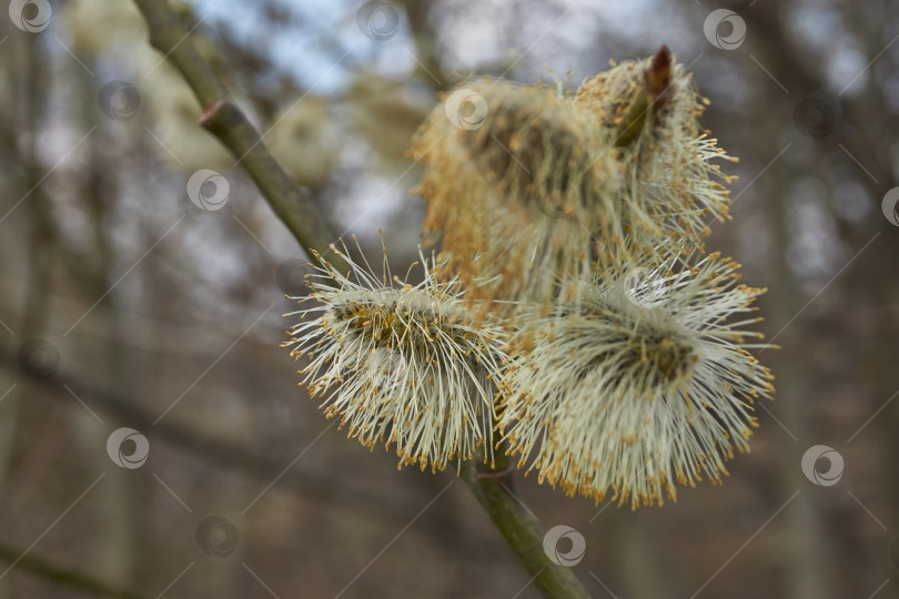 Скачать Ива (лат. Salix) цветет, распустились сережки - соцветия. фотосток Ozero