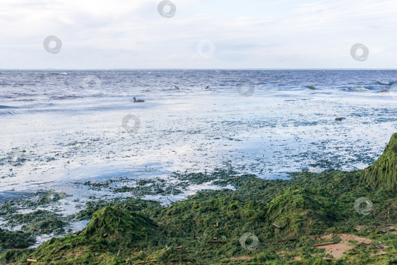 Скачать водоросли, размножающиеся на морском берегу во время цветения воды фотосток Ozero