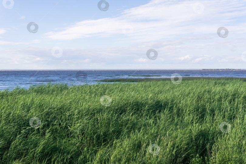 Скачать морской пейзаж, побережье Балтийского моря с зарослями тростника на переднем плане фотосток Ozero