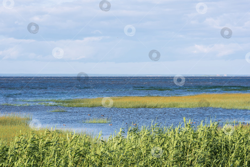 Скачать морской пейзаж, побережье Балтийского моря с зарослями тростника на переднем плане фотосток Ozero