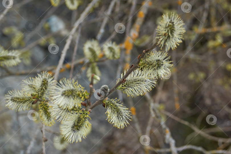 Скачать Ива (лат. Salix) цветет, распустились сережки - соцветия. фотосток Ozero