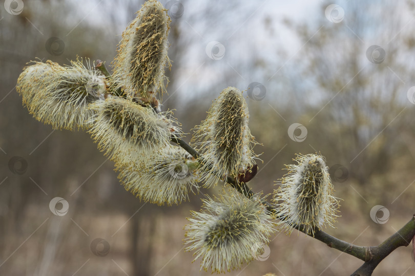 Скачать Ива (лат. Salix) цветет, распустились сережки - соцветия. фотосток Ozero