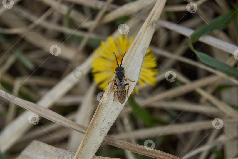 Скачать Мать-и-мачеха (лат. Tussilago) цветет на лугу. фотосток Ozero