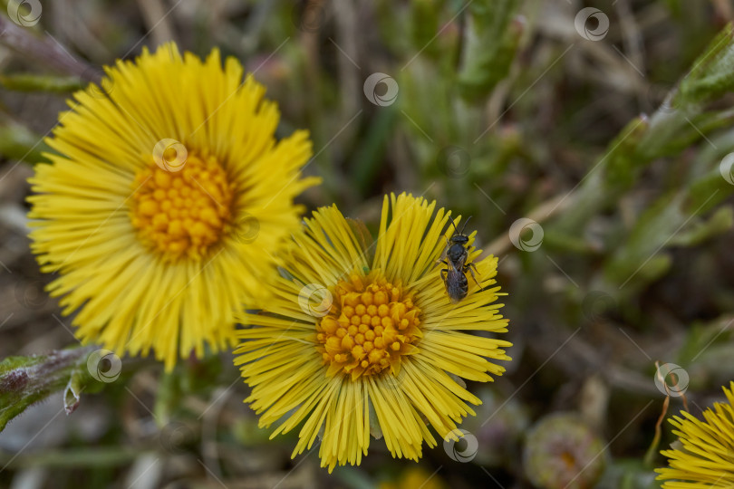 Скачать Мать-и-мачеха (лат. Tussilago) цветет на лугу. фотосток Ozero