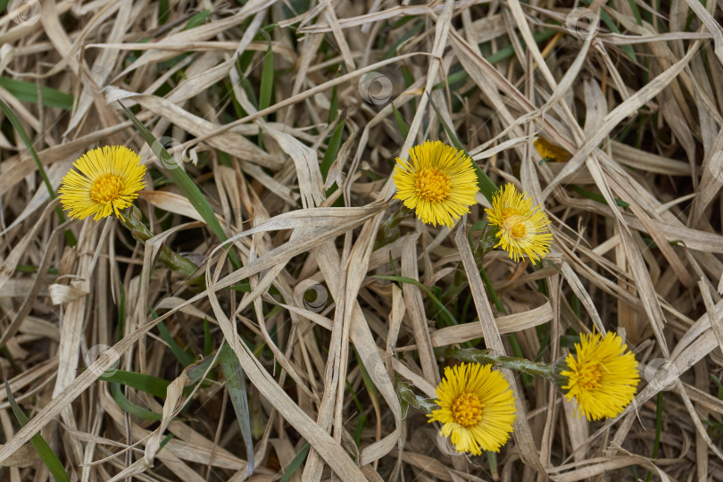Скачать Мать-и-мачеха (лат. Tussilago) цветет на лугу. фотосток Ozero