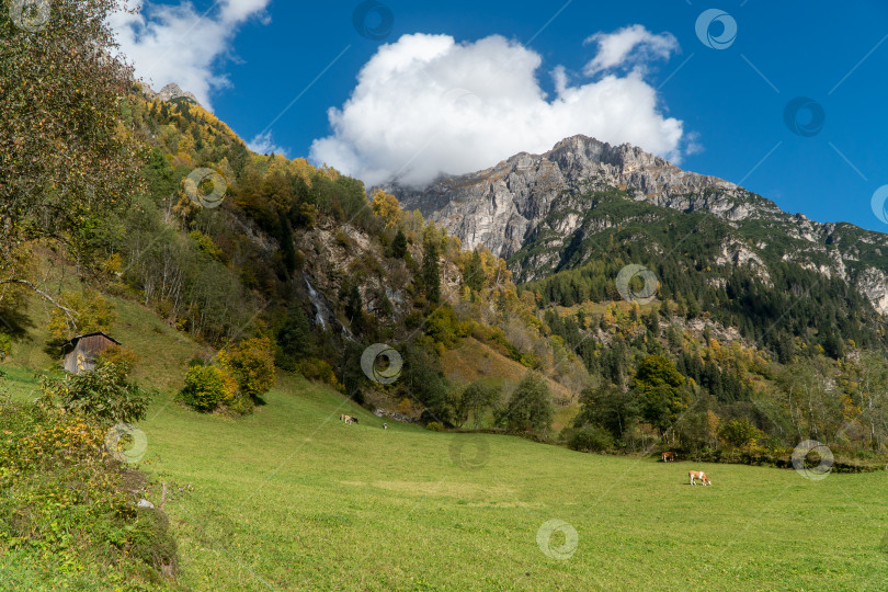 Скачать Вдалеке, на зеленом лугу в горах, пасется стадо коров фотосток Ozero