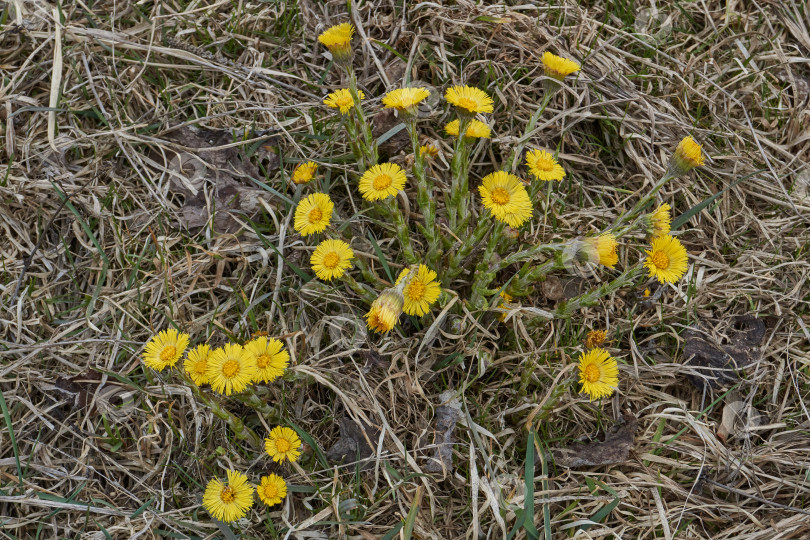 Скачать Мать-и-мачеха (лат. Tussilago) цветет на лугу. фотосток Ozero