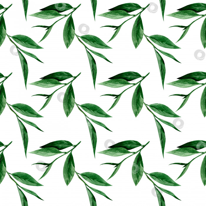 Скачать Чай из зеленых листьев. Акварельный бесшовный узор фотосток Ozero