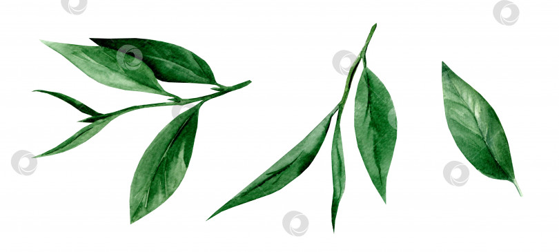Скачать Чайные листья. Нарисованная от руки акварельная иллюстрация фотосток Ozero