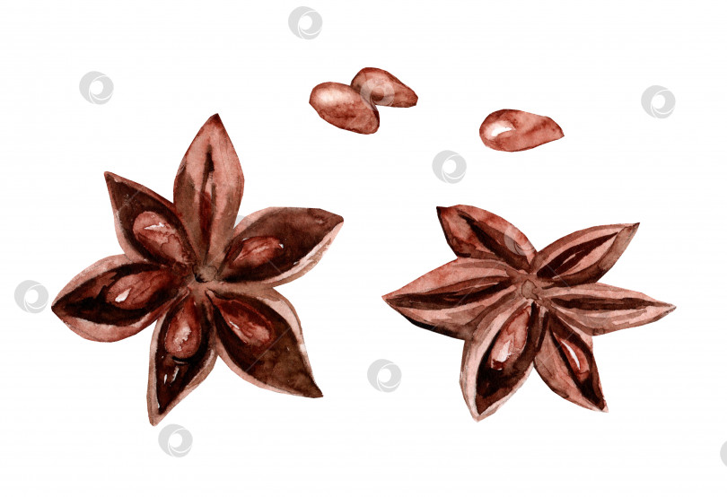 Скачать Набор акварельных иллюстраций ручной работы с бадьяном и семенами фотосток Ozero