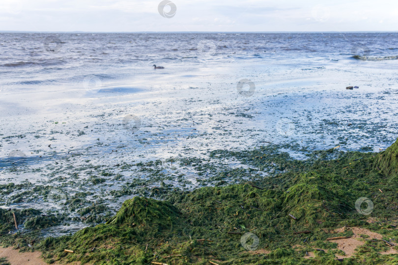 Скачать водоросли, размножающиеся на морском берегу во время цветения воды фотосток Ozero