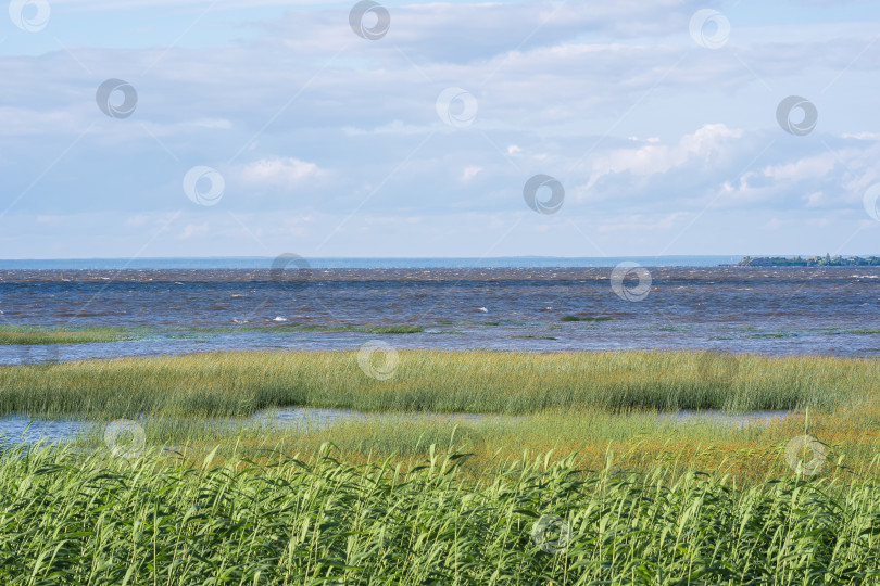 Скачать морской пейзаж, побережье Балтийского моря с зарослями тростника на переднем плане фотосток Ozero