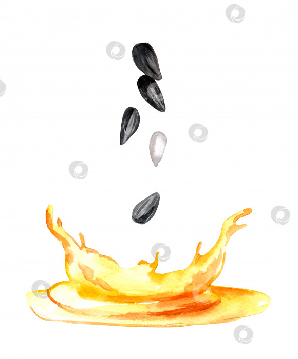 Скачать Семечки подсолнечника и брызги масла. Акварельная рисованная иллюстрация, выделенная на белом фоне фотосток Ozero