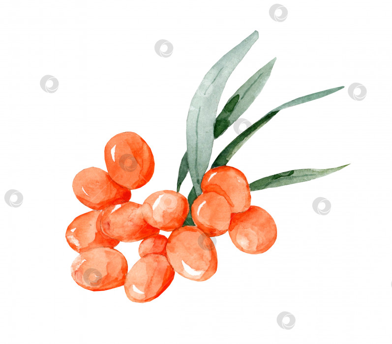 Скачать Облепиховая акварельная ветка, ягоды и листья, облепиха, выделенная на белом фоне, рисованная иллюстрация фотосток Ozero