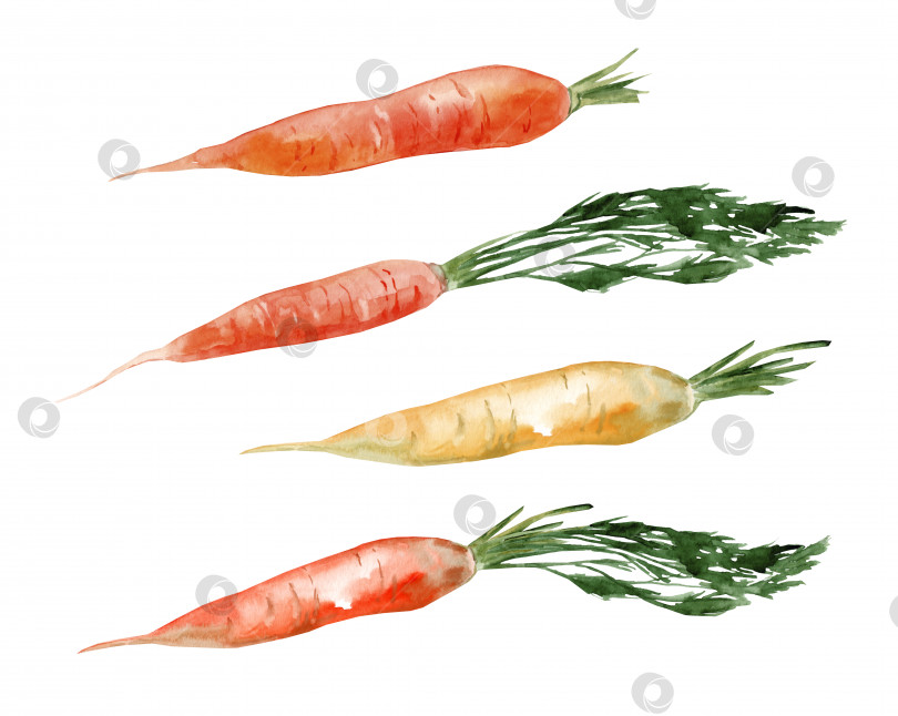 Скачать Свежую апельсиновую морковь и йеллоустонскую морковь, нарезанную кусочками. Набор акварельных иллюстраций, нарисованных от руки, выделенных на белом фоне. фотосток Ozero