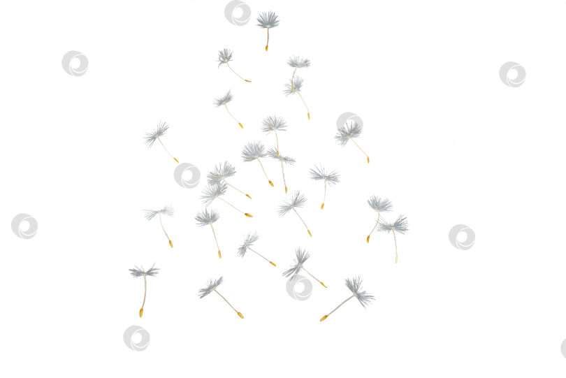 Скачать Зонтики из семян цветков одуванчика на прозрачном фоне фотосток Ozero