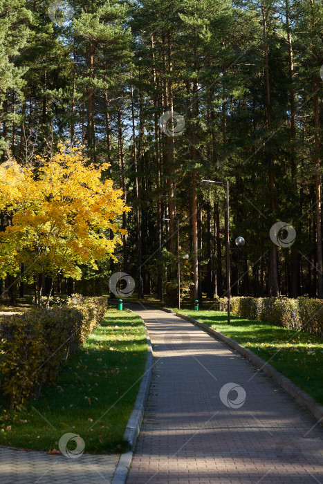 Скачать Тенистая аллея в парке фотосток Ozero