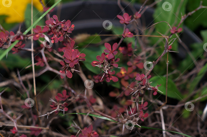 Скачать Красный барбарис Тунберга (berberis thunbergii) фотосток Ozero