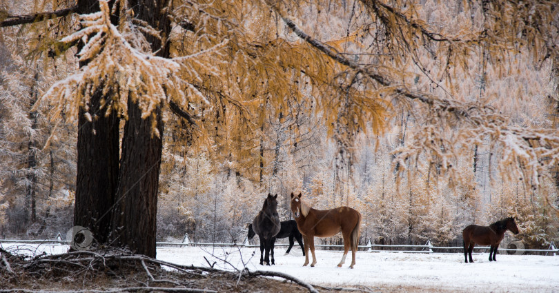 Скачать Лошади в снежном лесу. фотосток Ozero