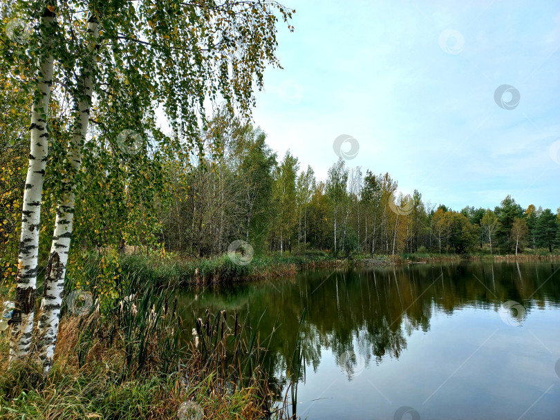 Скачать Осенний пейзаж, березовая роща, растущая вдоль речки фотосток Ozero