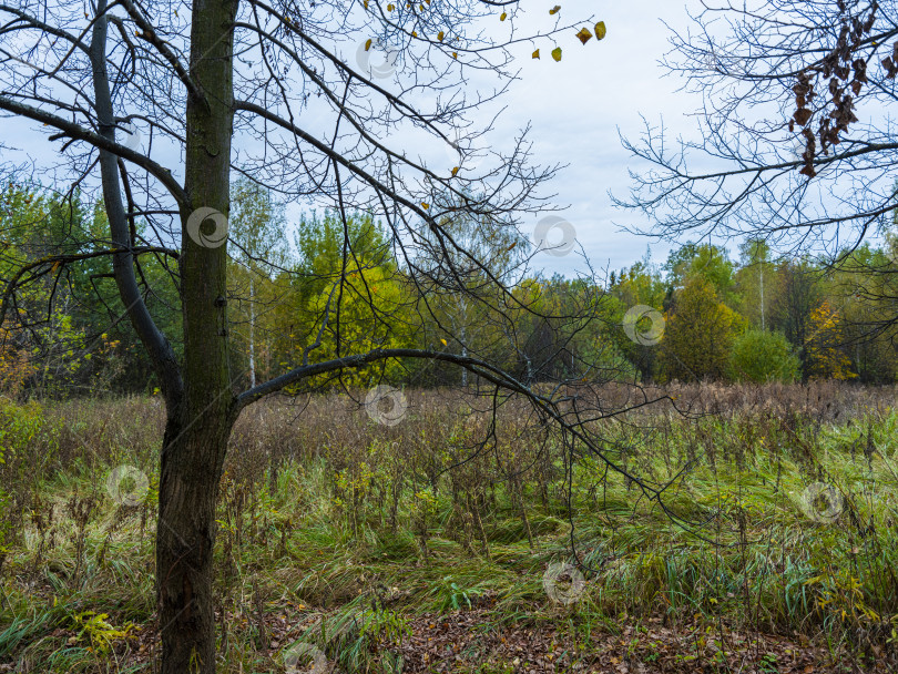 Скачать осенний пейзаж фотосток Ozero