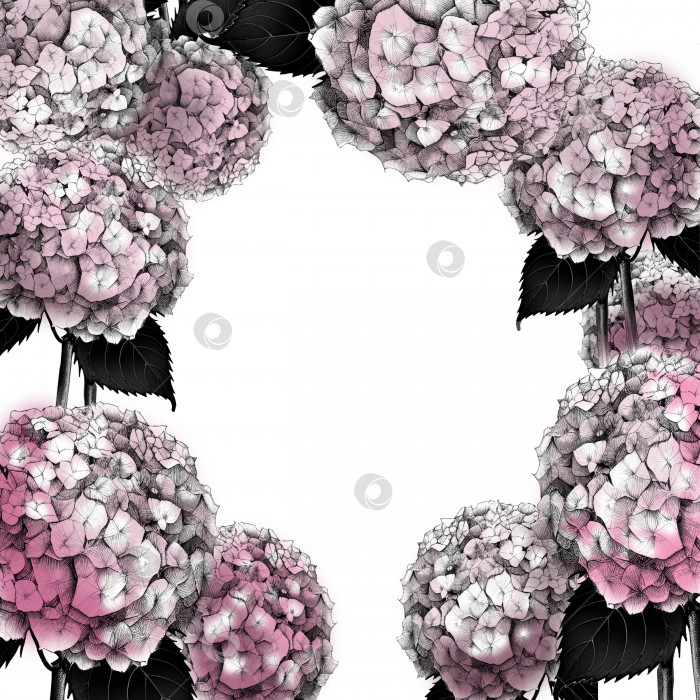 Скачать Круглая рамка для гортензии в розовых тонах. Нарисованный от руки художественный фон фотосток Ozero
