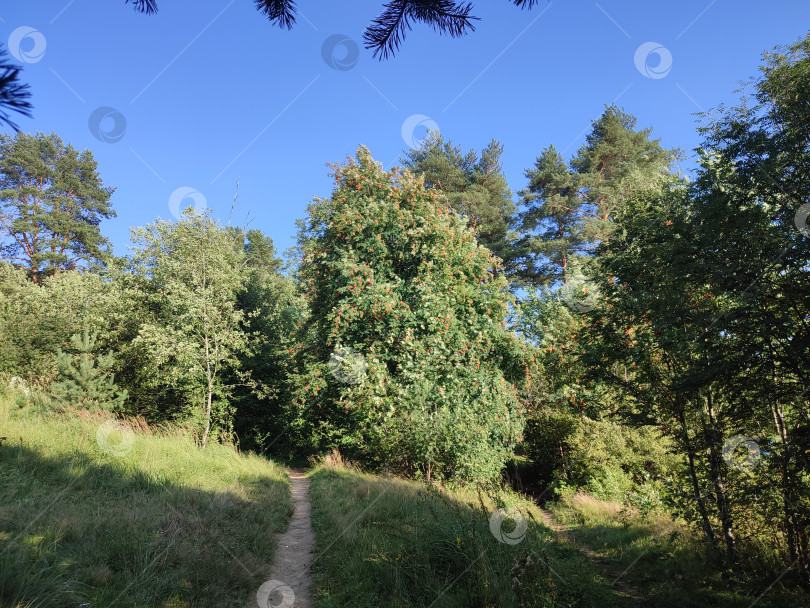 Скачать Чудесная тропинка в лес фотосток Ozero