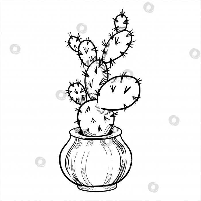 Скачать Кактусы в цветочных горшках. Набросок, нарисованный от руки фотосток Ozero