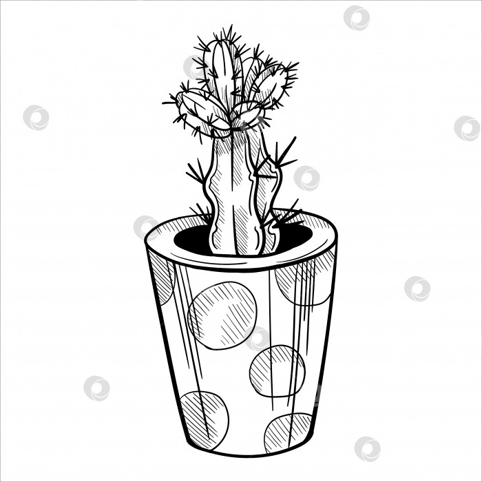 Скачать Кактусы в цветочных горшках. Набросок, нарисованный от руки фотосток Ozero