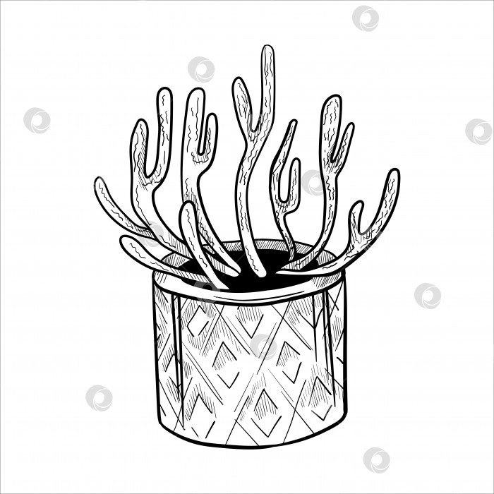 Скачать Кактус в цветочных горшках. Набросок, нарисованный от руки фотосток Ozero