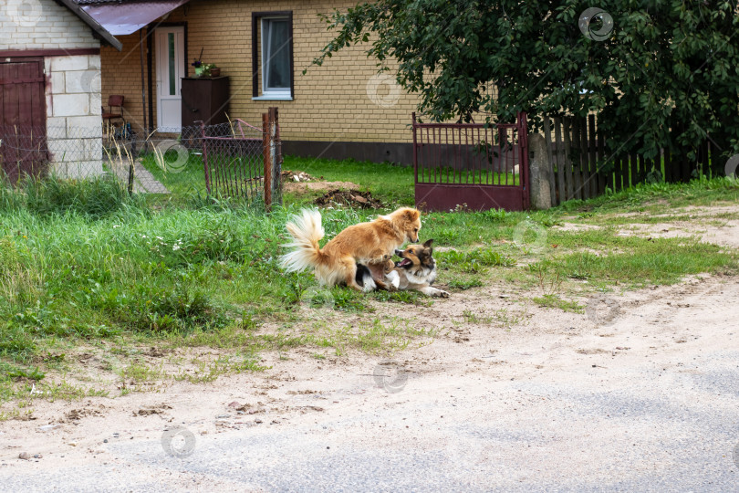 Скачать Две игривые собачки радостно резвятся на траве перед домом фотосток Ozero