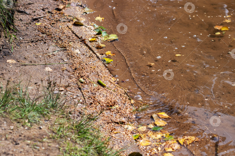 Скачать В небольшой луже воды мягко плавают различные листья фотосток Ozero