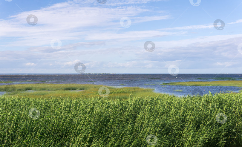 Скачать прибрежный пейзаж, побережье Балтийского моря с зарослями тростника на переднем плане фотосток Ozero