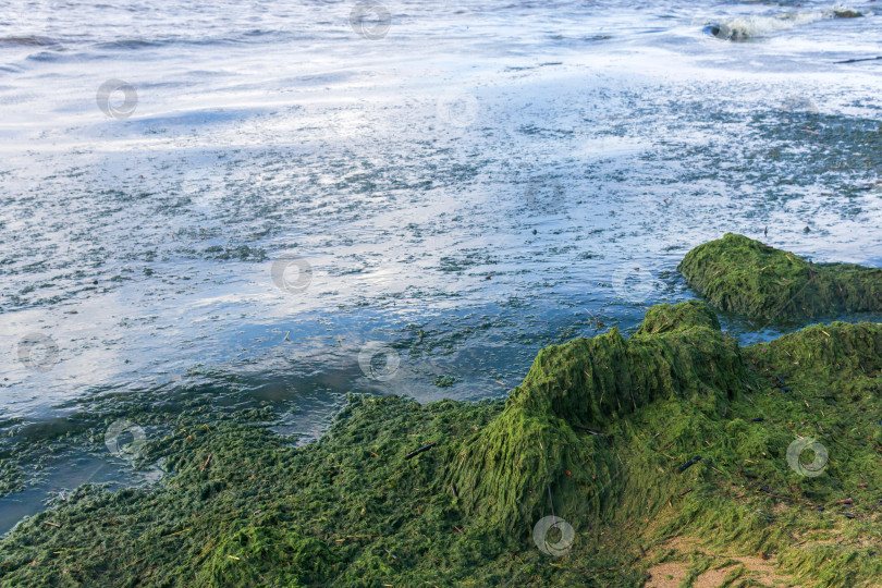 Скачать водоросли, размножающиеся на морском берегу во время цветения воды фотосток Ozero